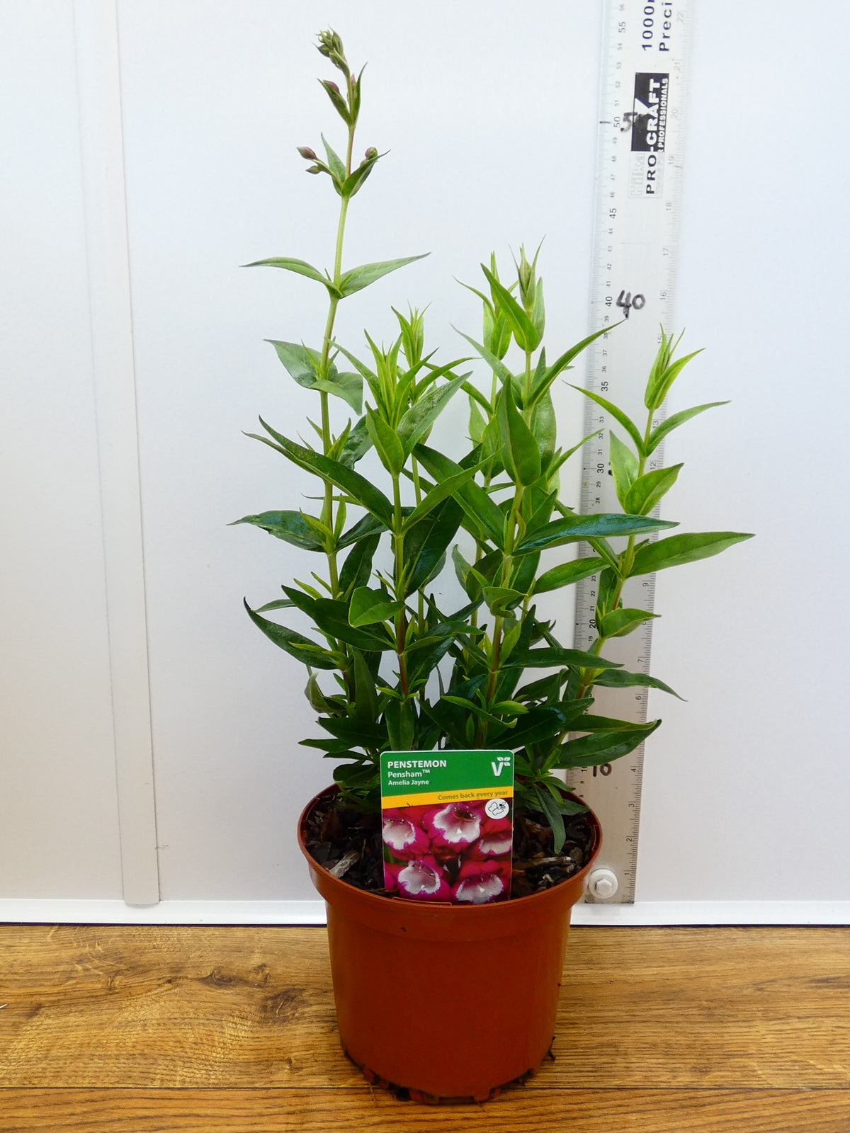 Penstemon Pensham 'Amelia Jayne' (2ltr)