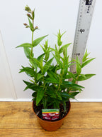 Penstemon Pensham 'Amelia Jayne' (2ltr)