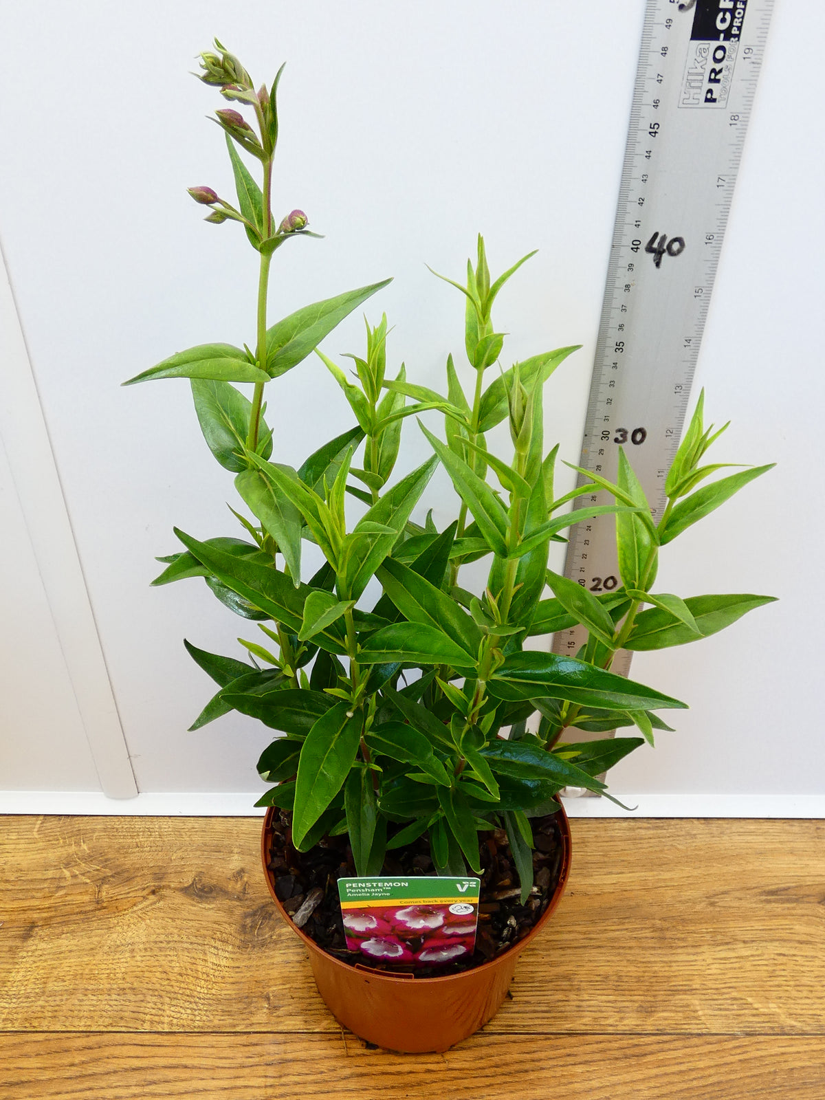 Penstemon Pensham 'Amelia Jayne' (2ltr)