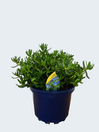 Lithodora 'Heavenly Blue' (2ltr)