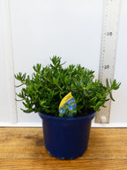 Lithodora 'Heavenly Blue' (2ltr)