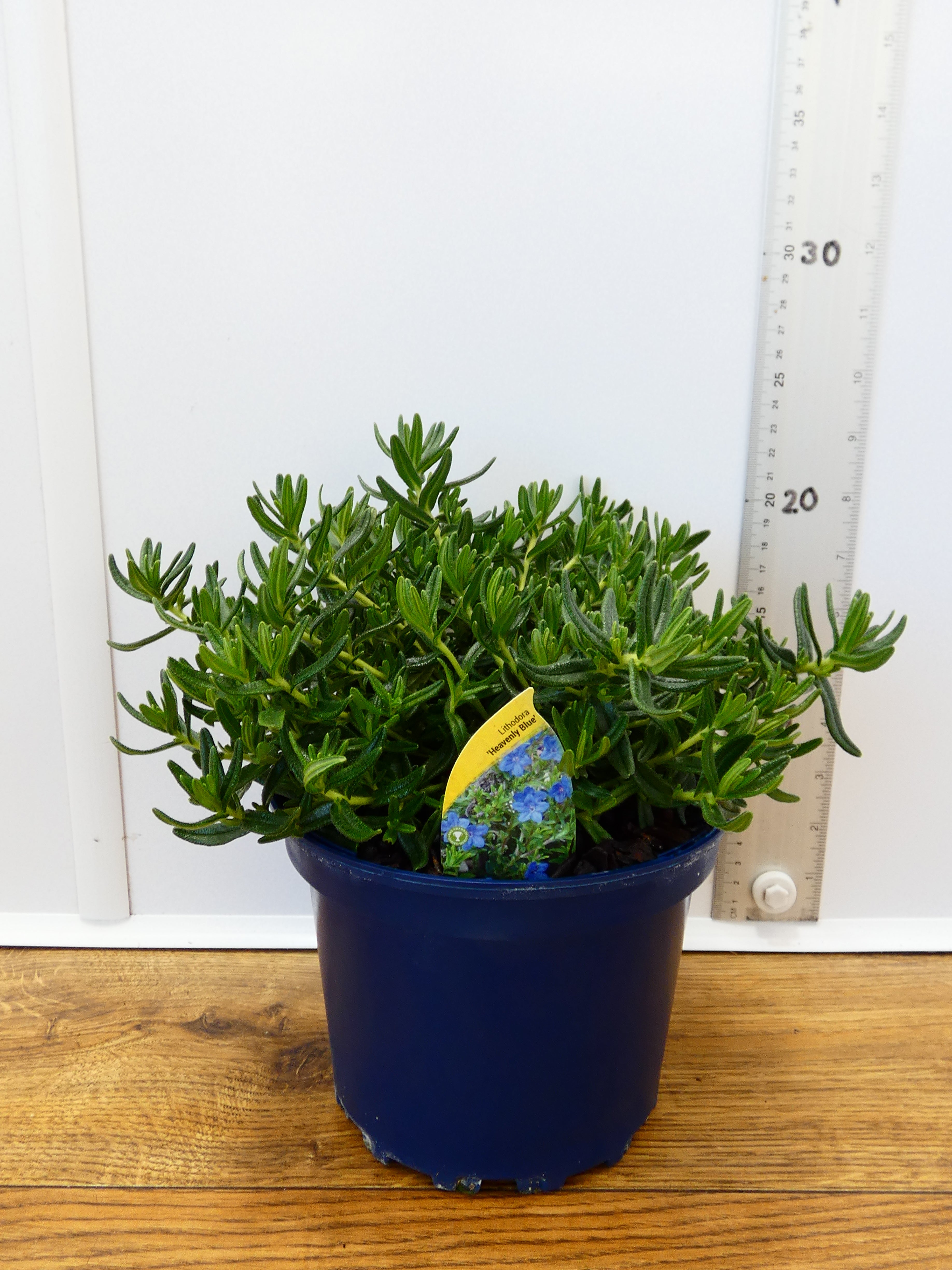 Lithodora 'Heavenly Blue' (2ltr)