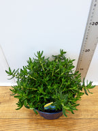 Lithodora 'Heavenly Blue' (2ltr)