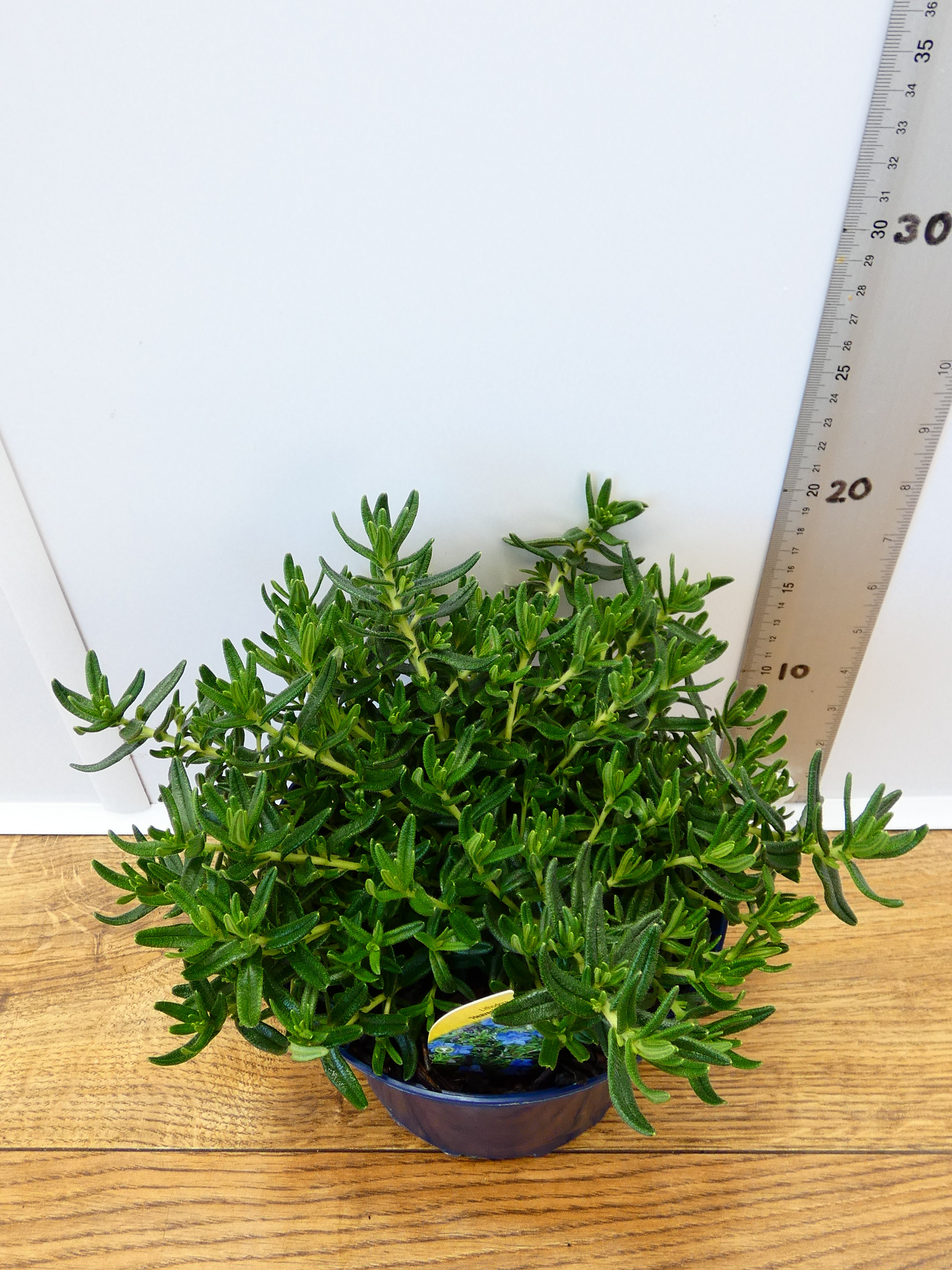 Lithodora 'Heavenly Blue' (2ltr)