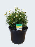 Daisy `Argyranthemum` Aramis Milk (2ltr)