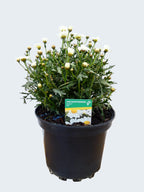 Daisy `Argyranthemum` Aramis Milk (2ltr)