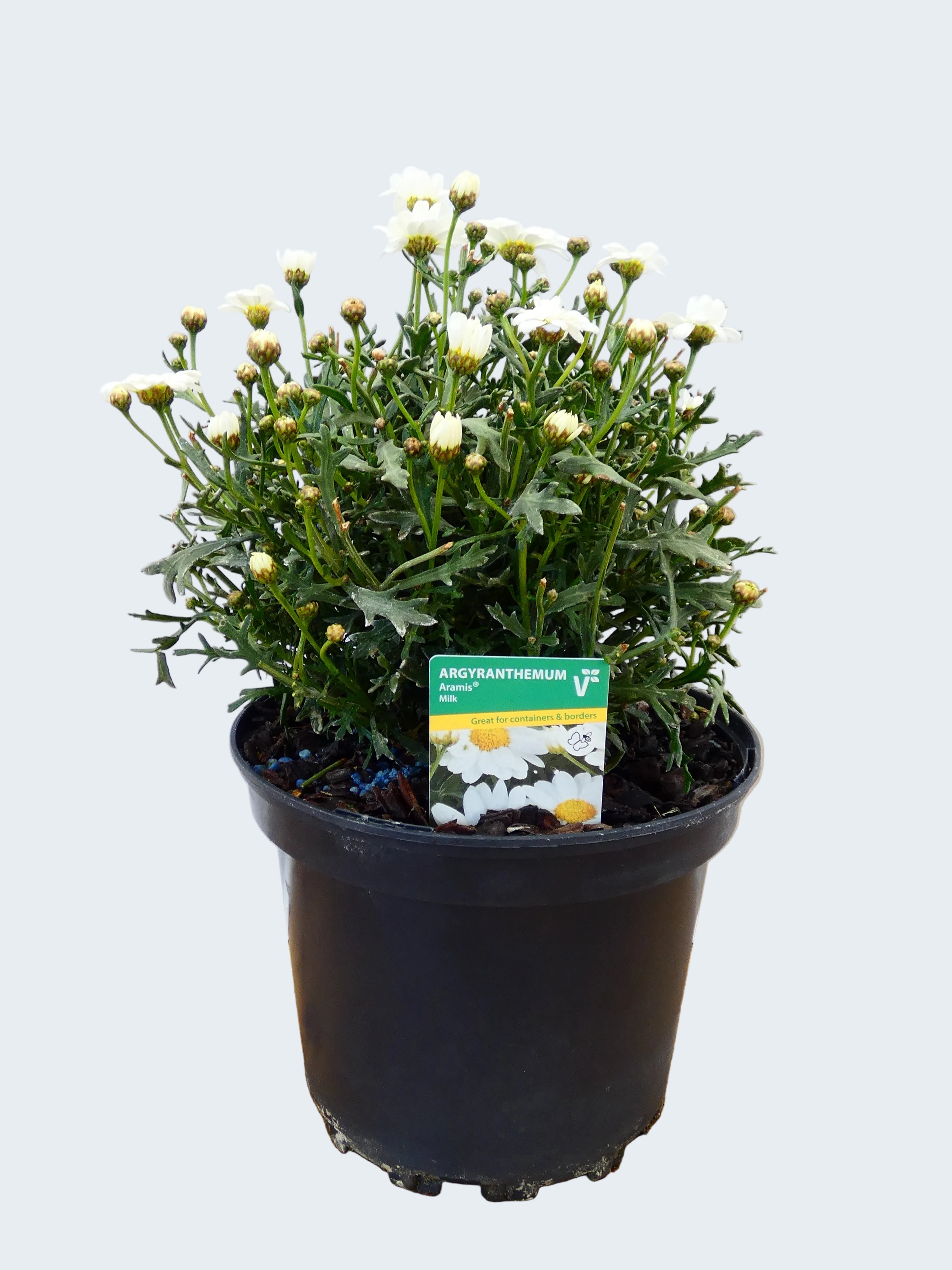 Daisy `Argyranthemum` Aramis Milk (2ltr)