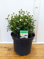 Daisy `Argyranthemum` Aramis Milk (2ltr)