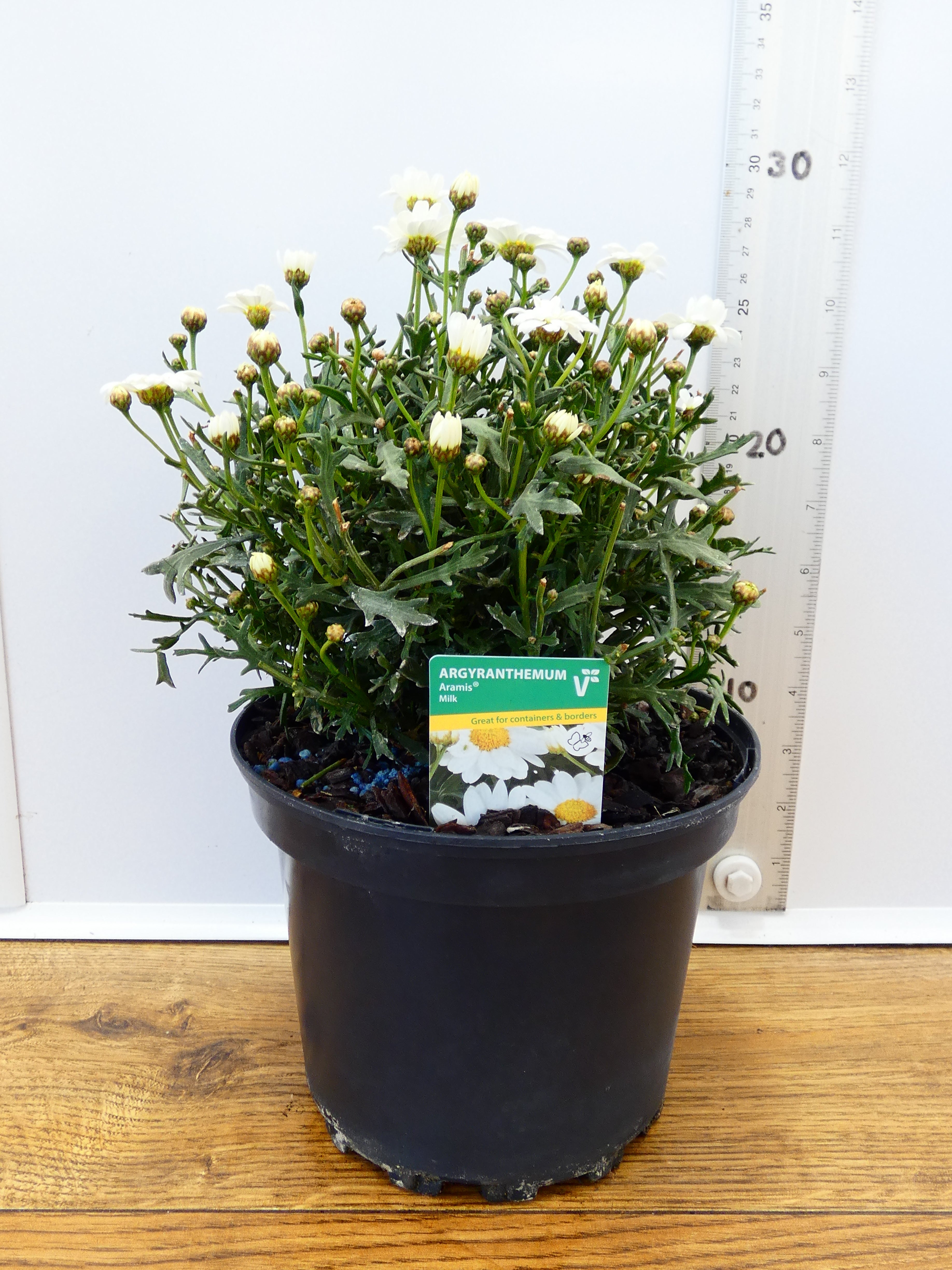 Daisy `Argyranthemum` Aramis Milk (2ltr)