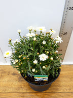 Daisy `Argyranthemum` Aramis Milk (2ltr)
