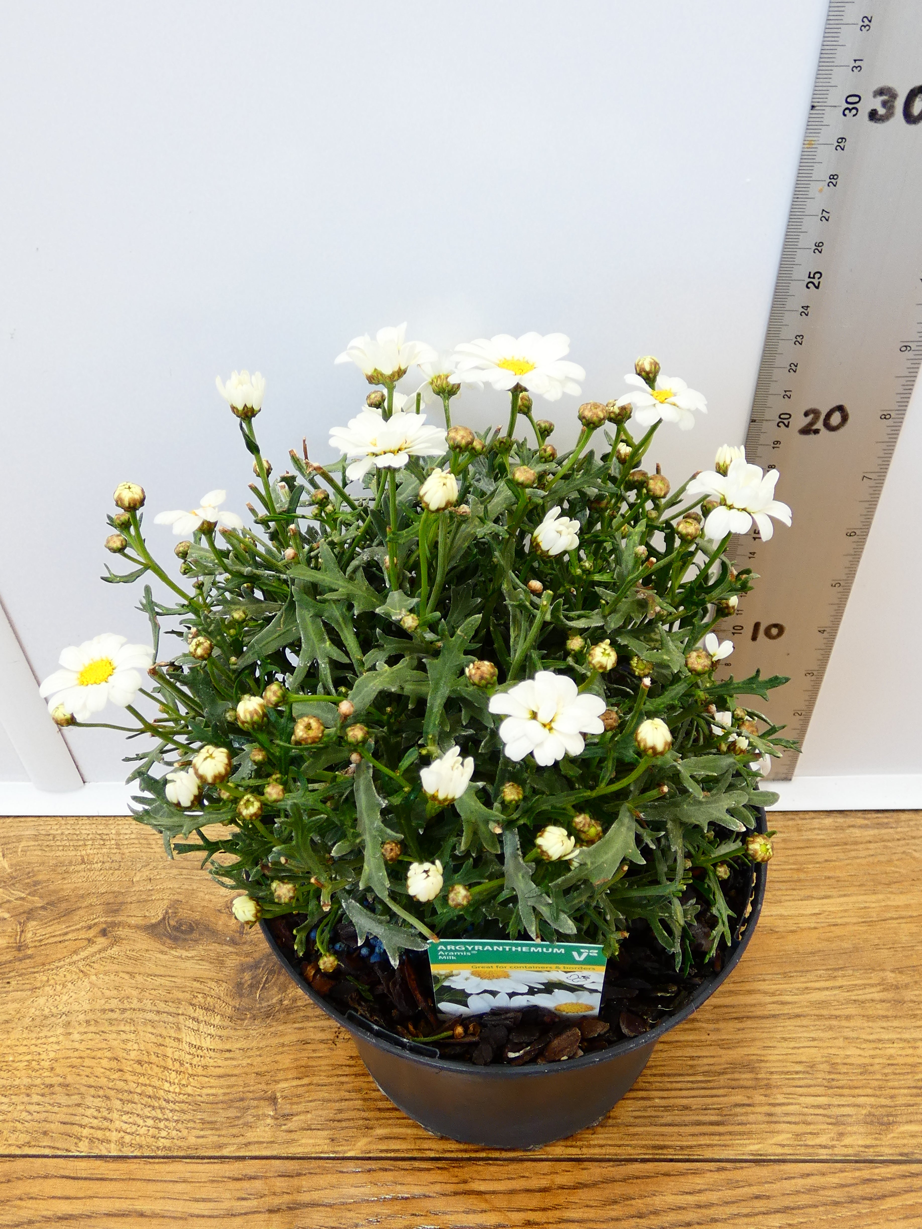 Daisy `Argyranthemum` Aramis Milk (2ltr)