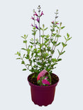 Salvia 'Cherry Lips' (2ltr)