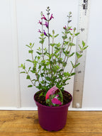 Salvia 'Cherry Lips' (2ltr)