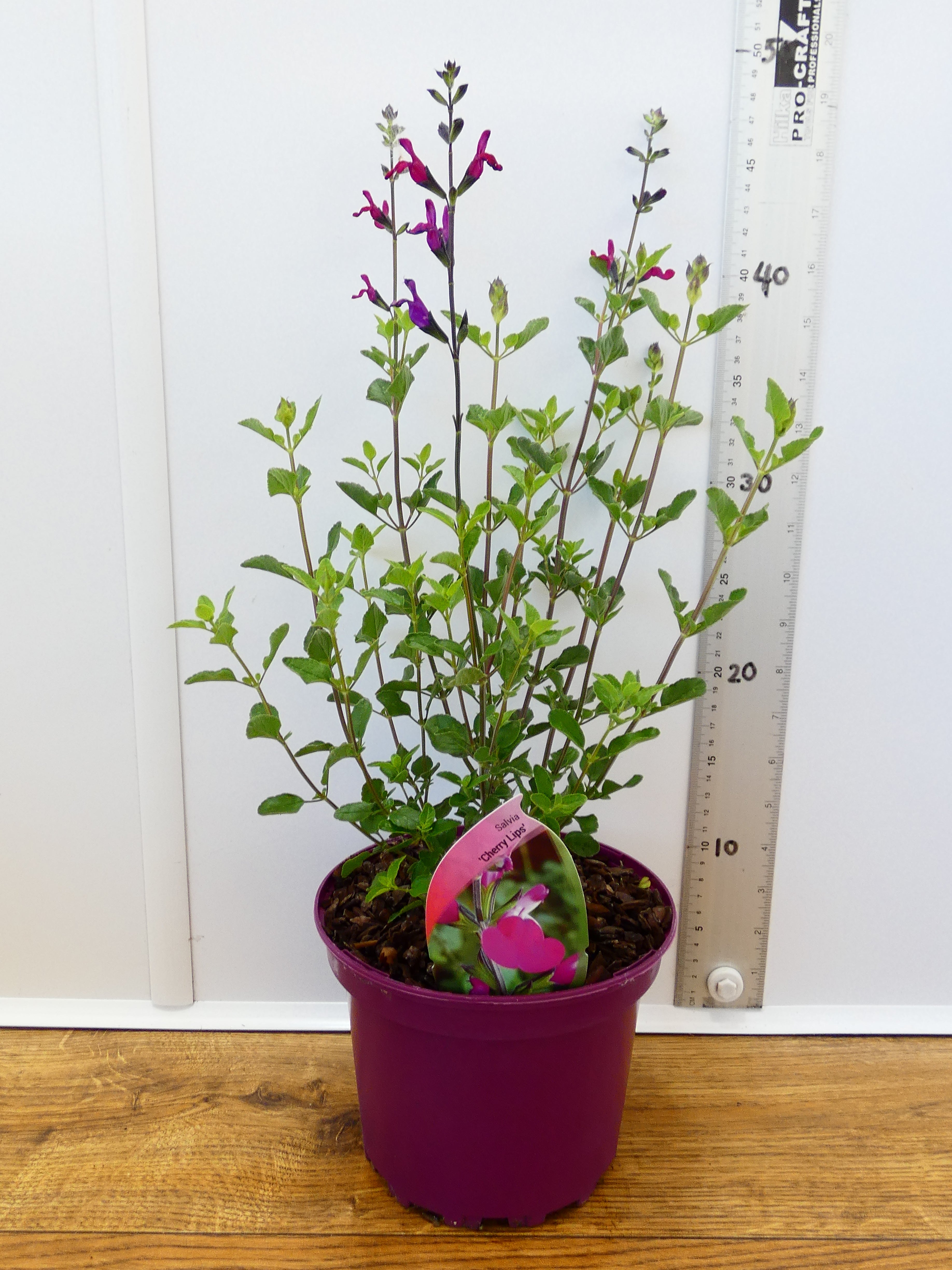 Salvia 'Cherry Lips' (2ltr)
