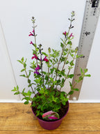 Salvia 'Cherry Lips' (2ltr)