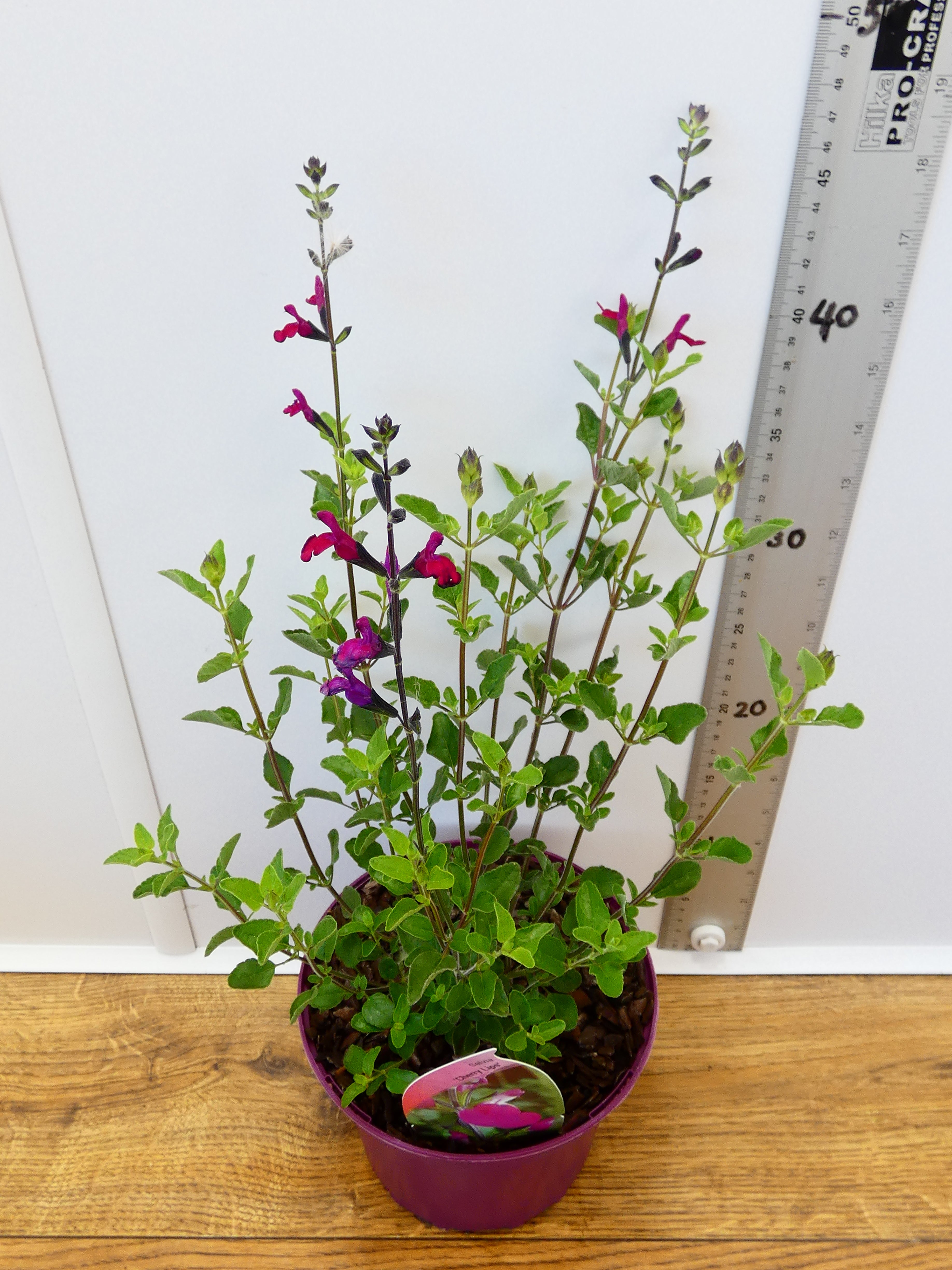 Salvia 'Cherry Lips' (2ltr)