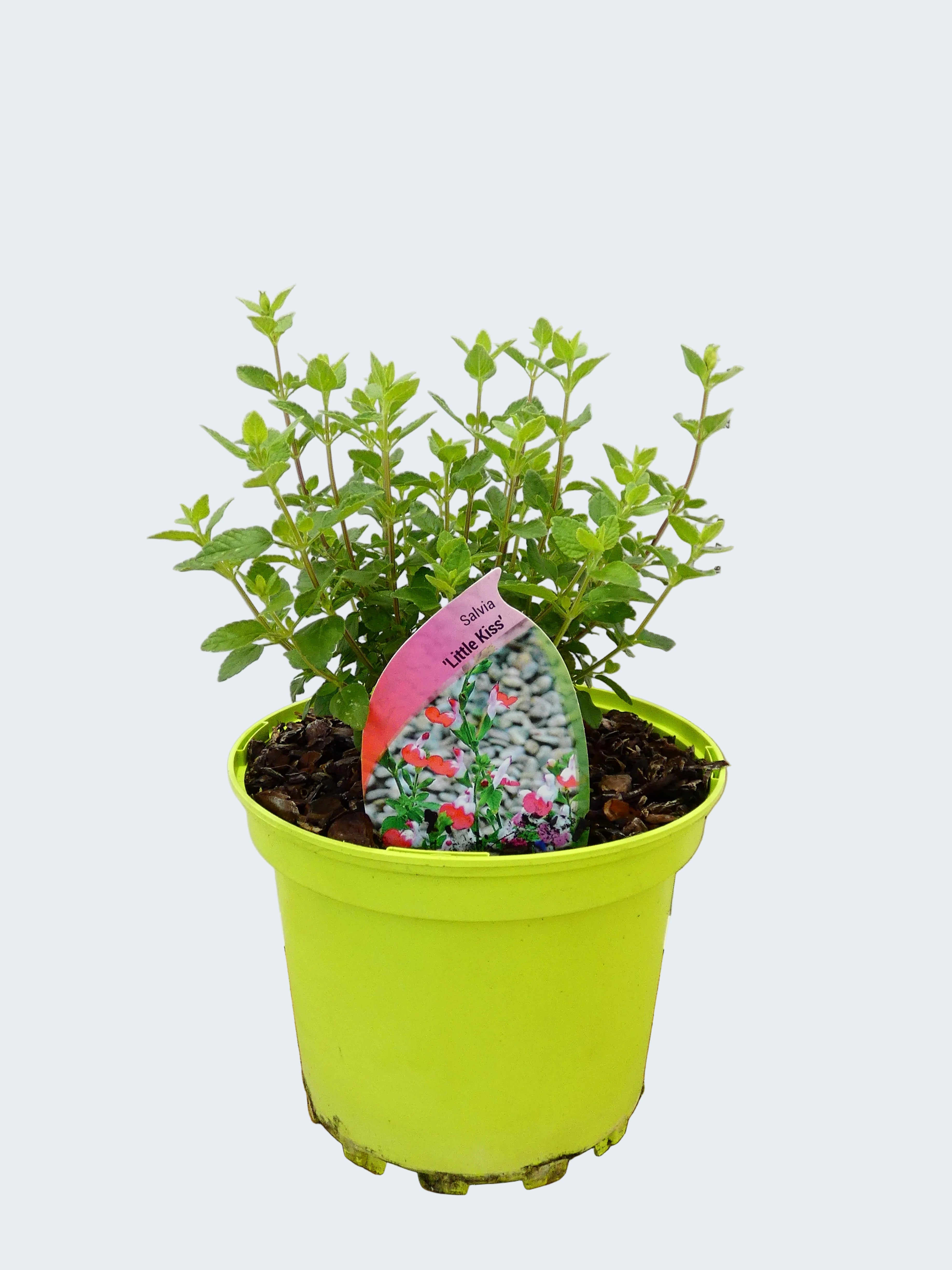 Salvia microphylla 'Little Kiss' (2ltr)