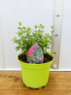 Salvia microphylla 'Little Kiss' (2ltr)