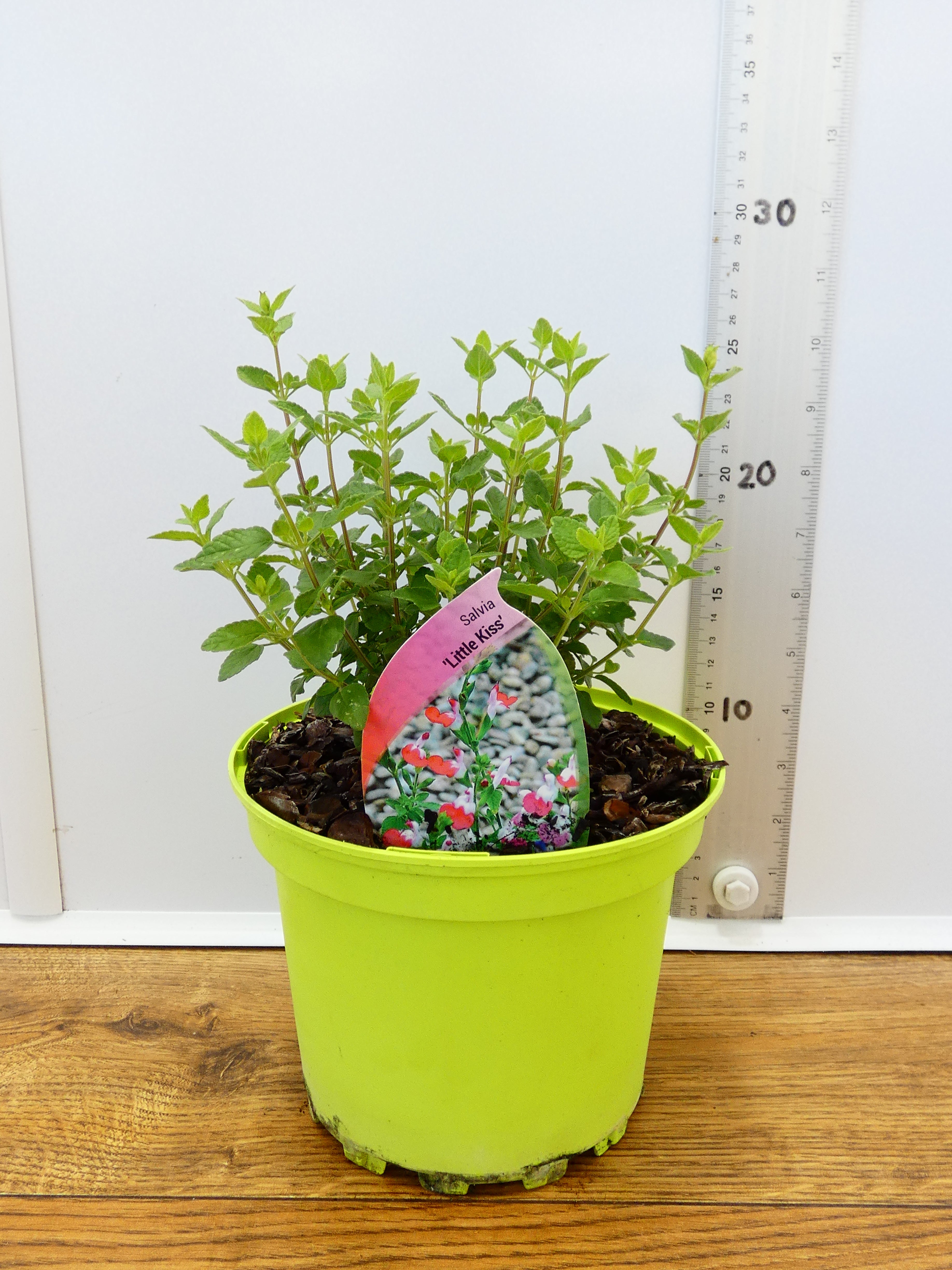 Salvia microphylla 'Little Kiss' (2ltr)