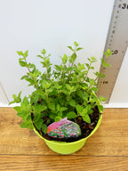 Salvia microphylla 'Little Kiss' (2ltr)