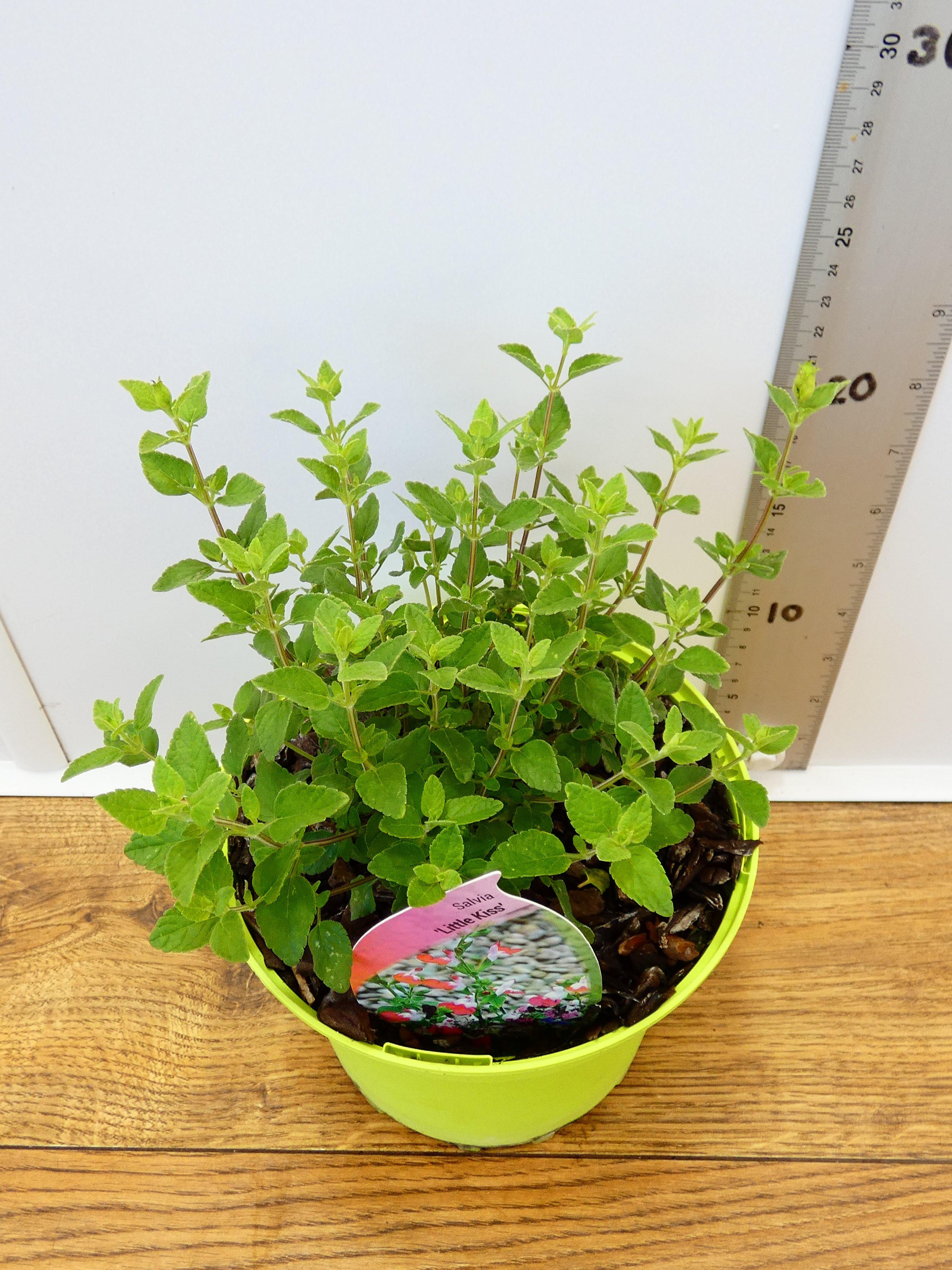 Salvia microphylla 'Little Kiss' (2ltr)