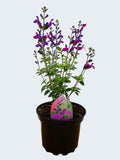 Salvia microphylla 'Violas Darling' (2ltr)