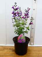 Salvia microphylla 'Violas Darling' (2ltr)