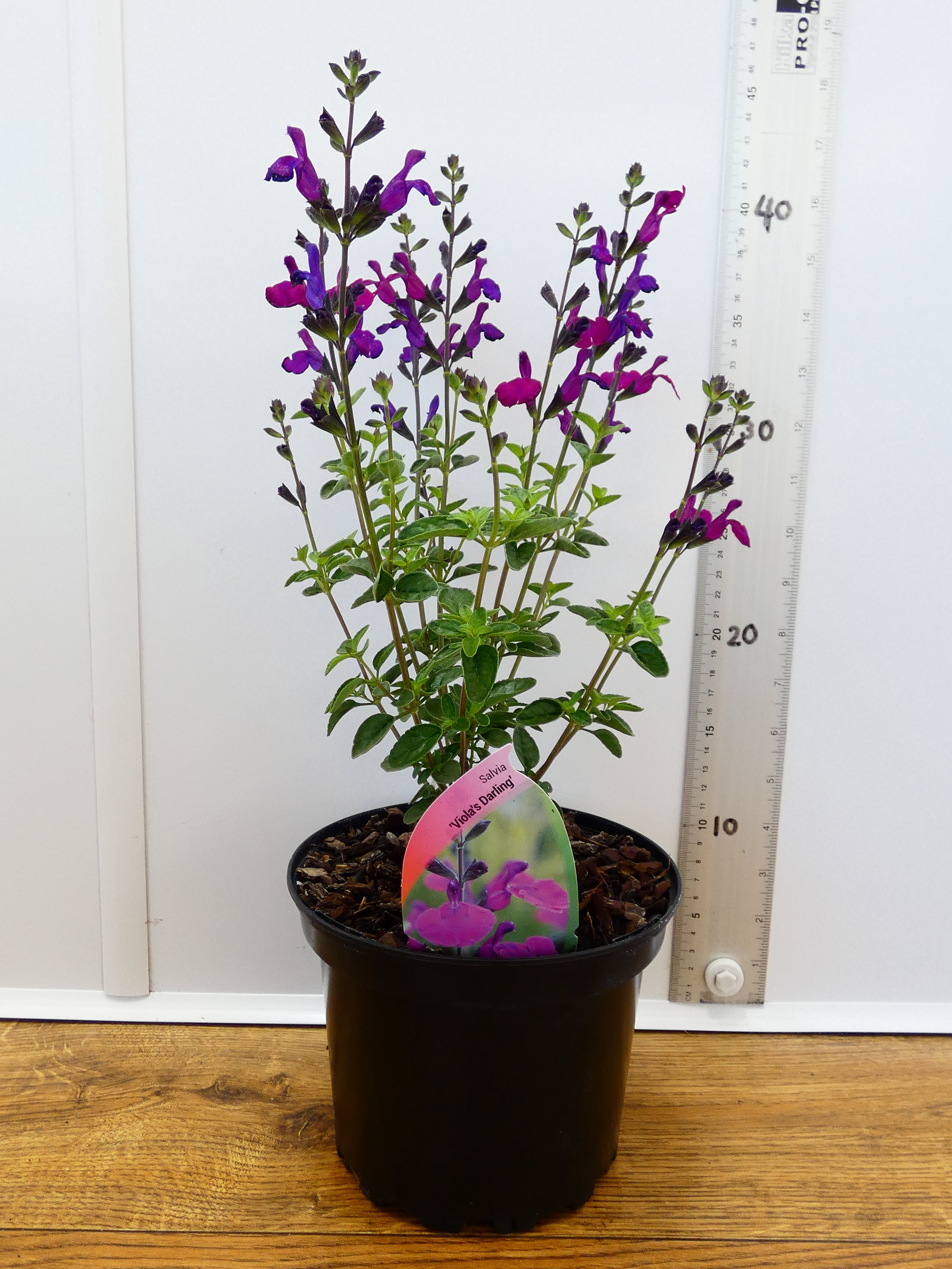 Salvia microphylla 'Violas Darling' (2ltr)