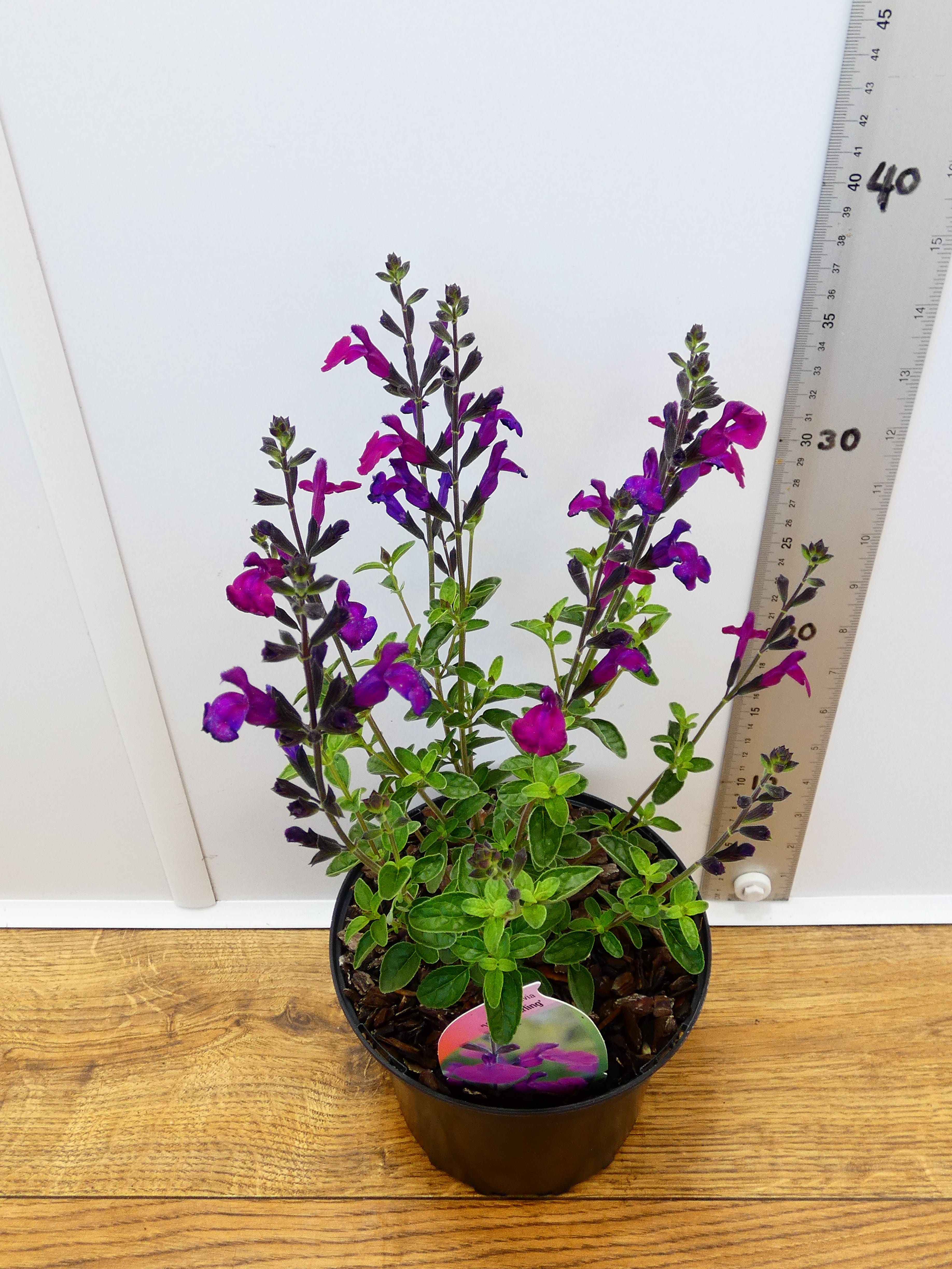Salvia microphylla 'Violas Darling' (2ltr)