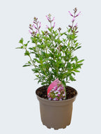 Salvia microphylla 'Joy' (2ltr)