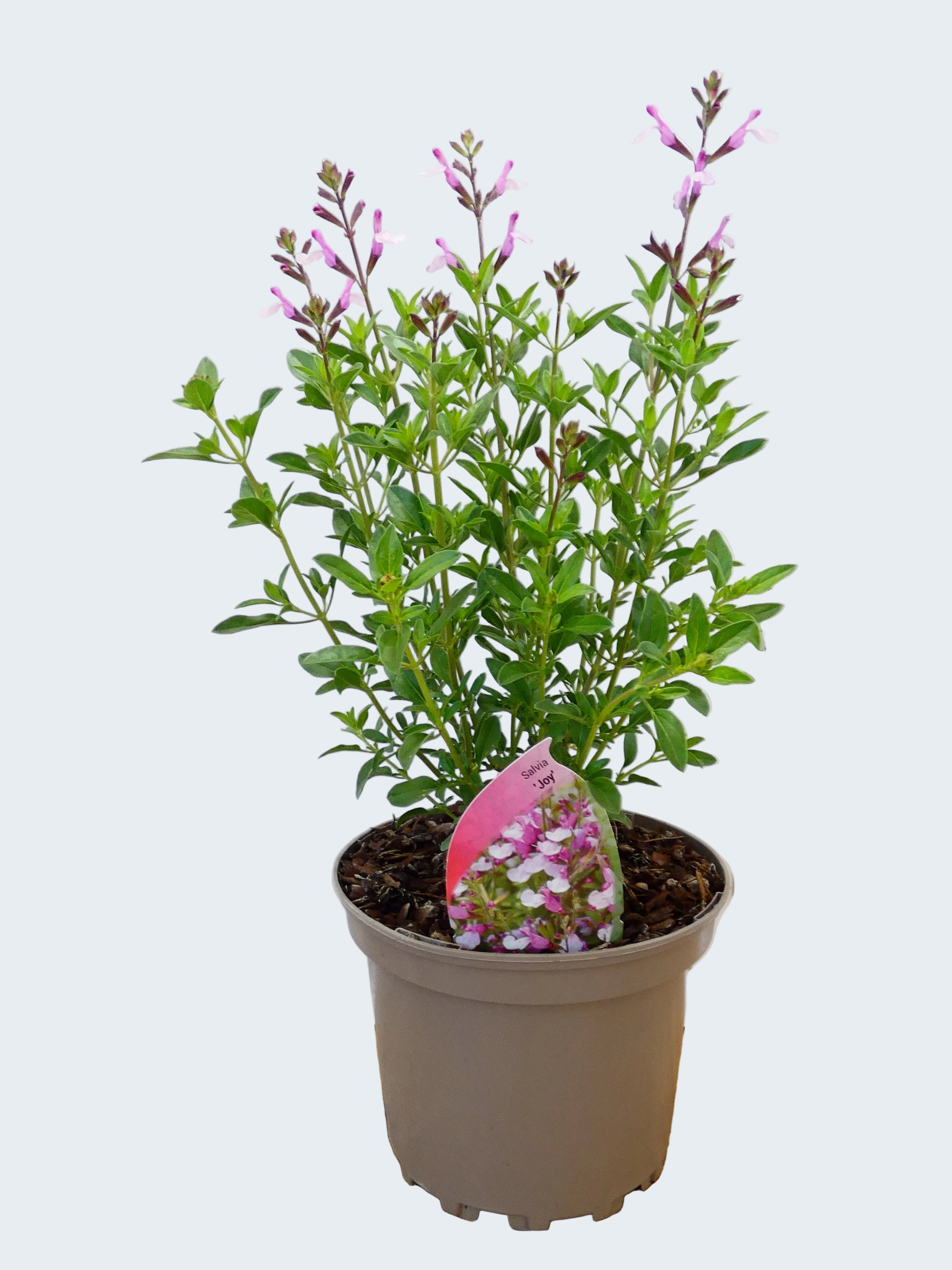 Salvia microphylla 'Joy' (2ltr)