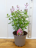 Salvia microphylla 'Joy' (2ltr)