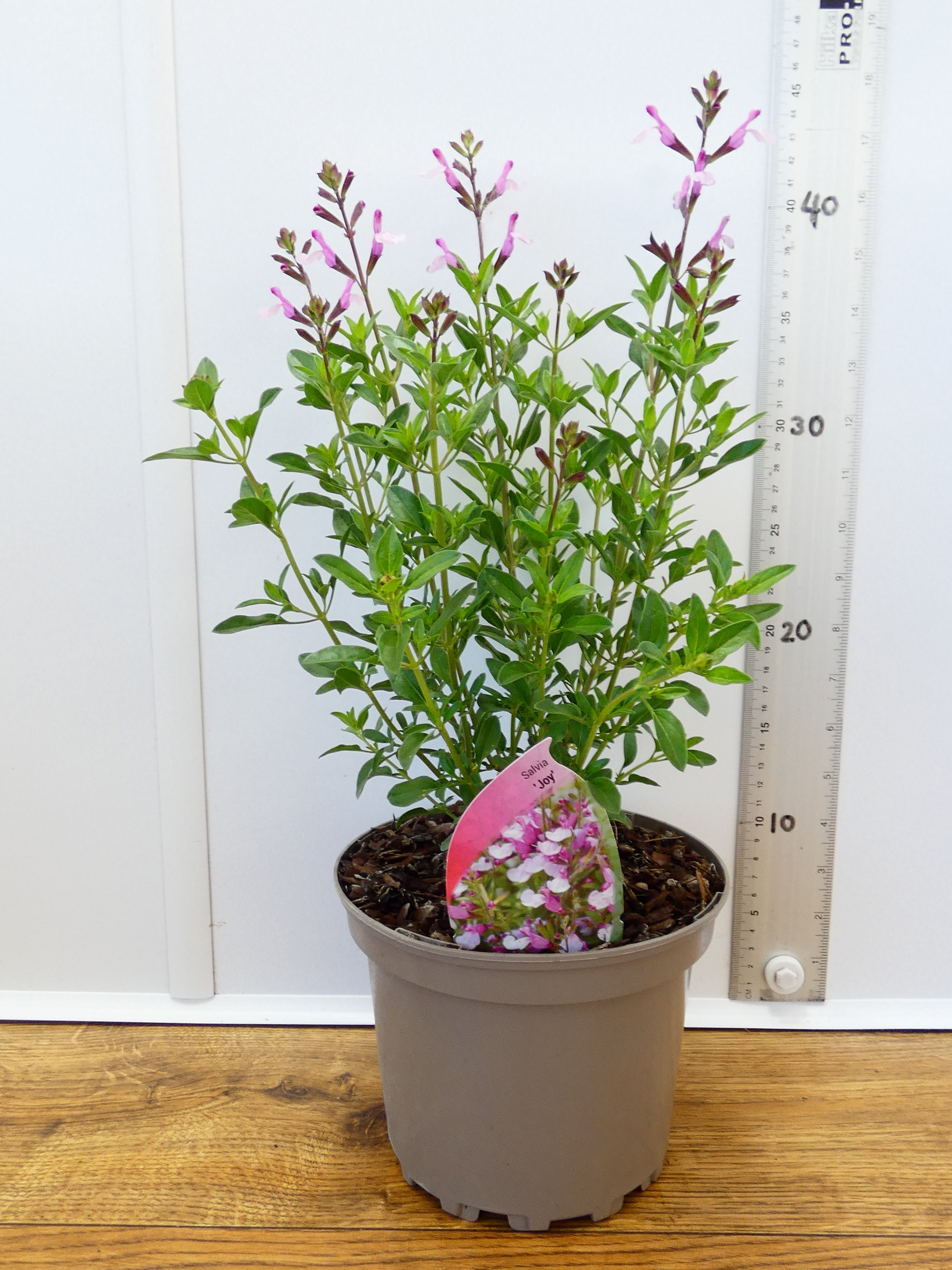 Salvia microphylla 'Joy' (2ltr)