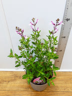 Salvia microphylla 'Joy' (2ltr)