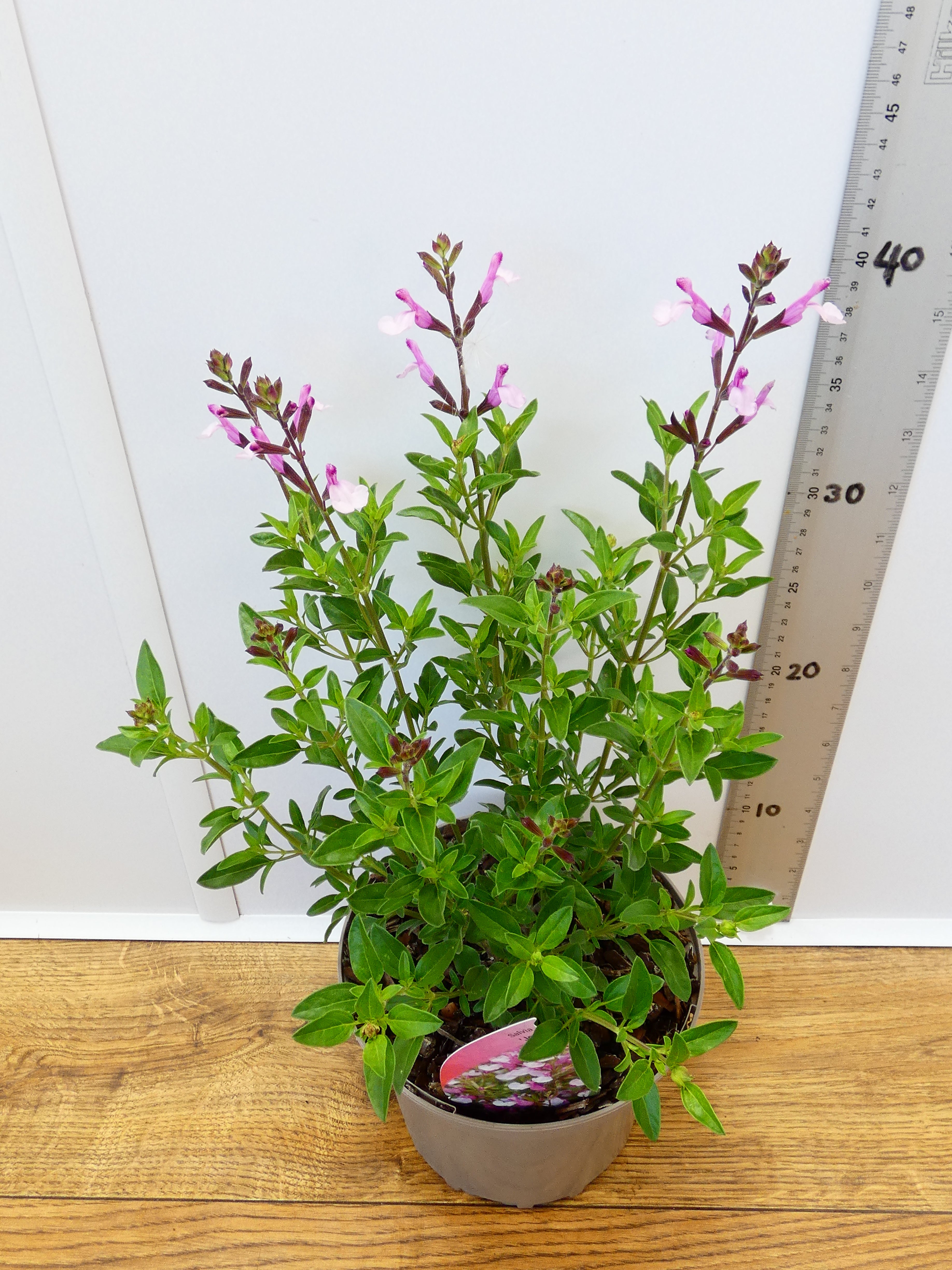 Salvia microphylla 'Joy' (2ltr)