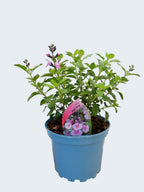 Salvia microphylla 'Angel Wings' (2ltr)