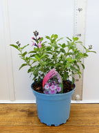 Salvia microphylla 'Angel Wings' (2ltr)