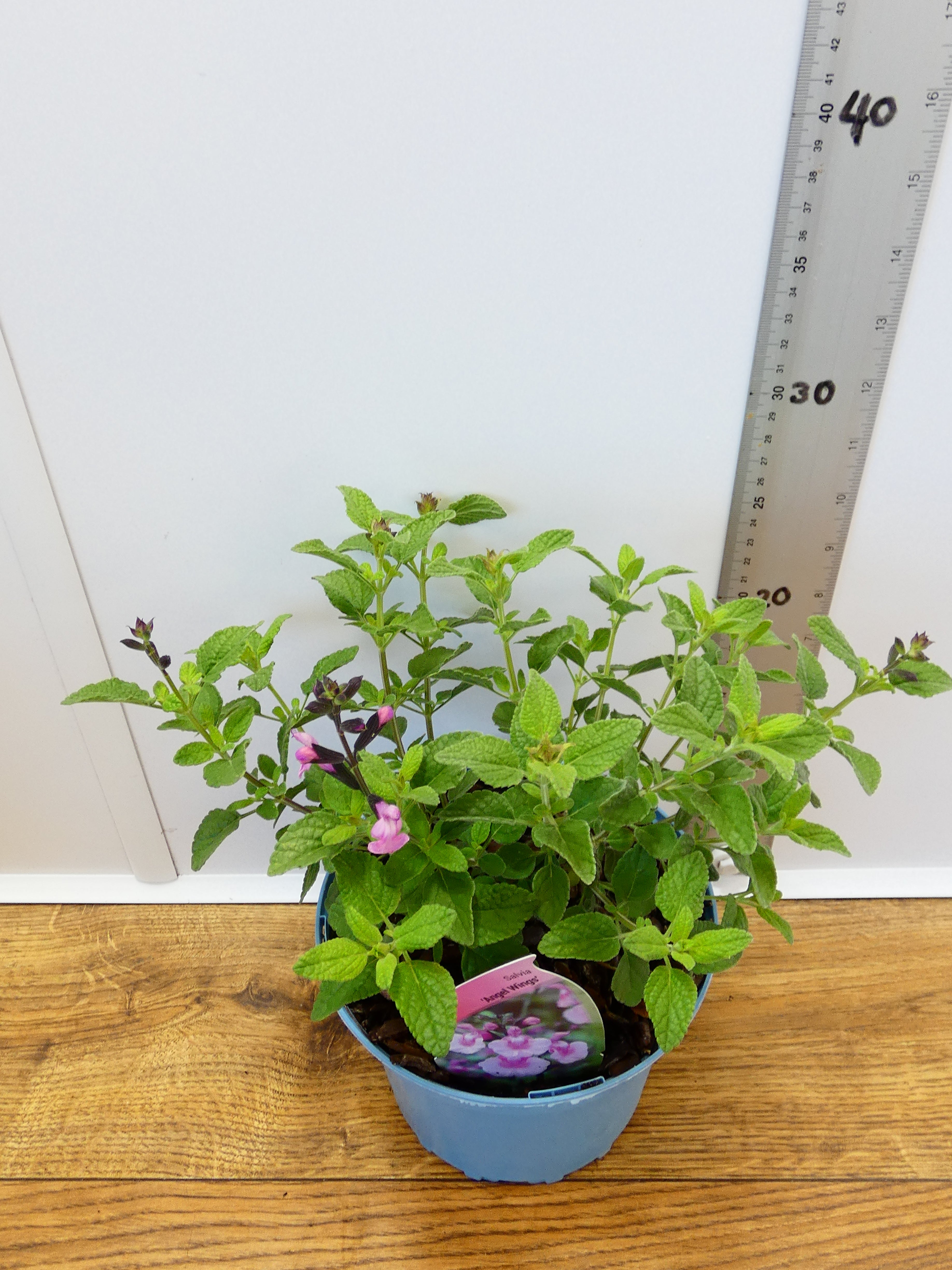 Salvia microphylla 'Angel Wings' (2ltr)