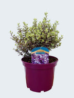 Pittosporum 'Bannow Bay' (3ltr)