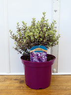 Pittosporum 'Bannow Bay' (3ltr)