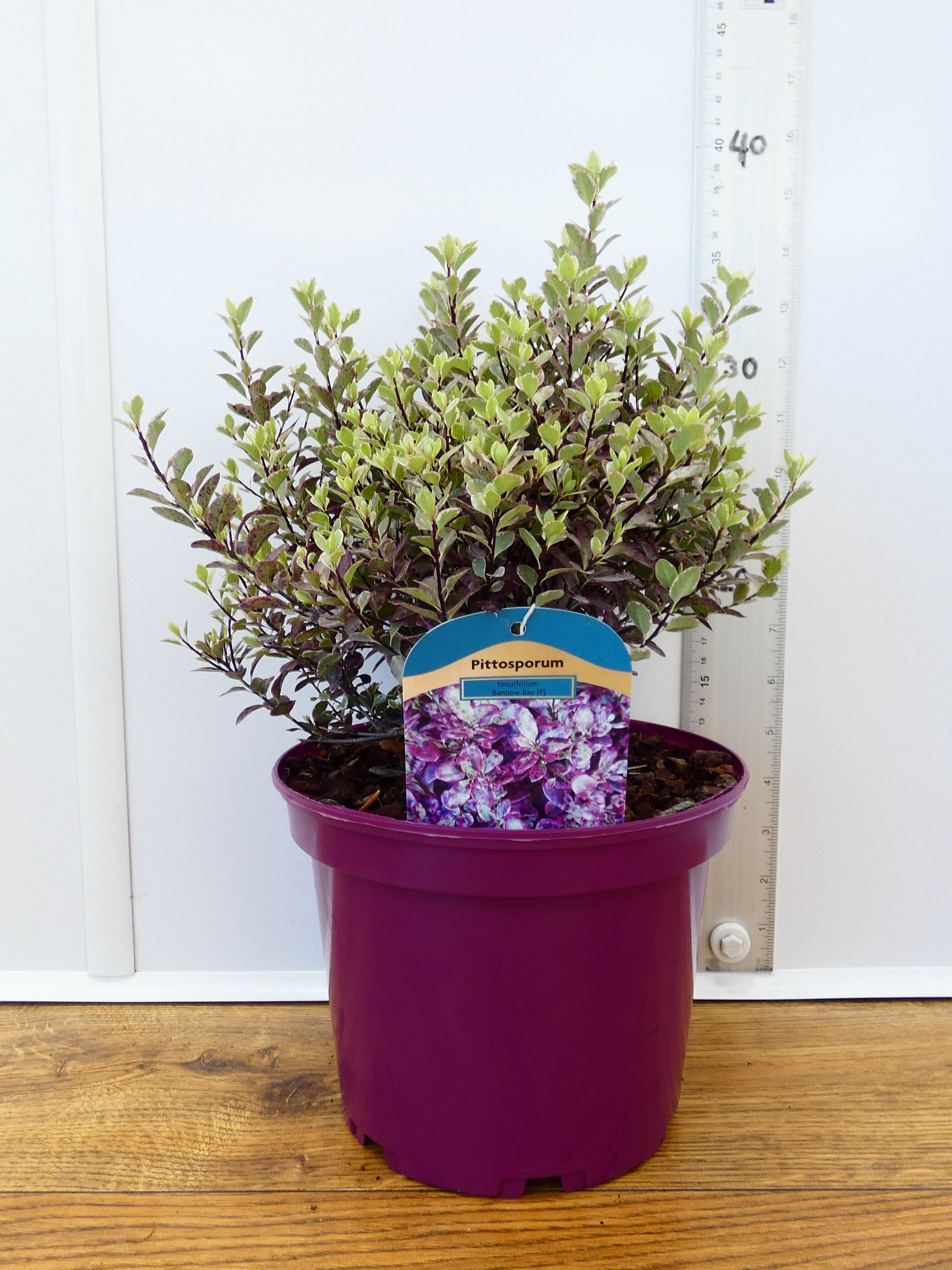 Pittosporum 'Bannow Bay' (3ltr)