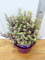 Pittosporum 'Bannow Bay' (3ltr)