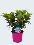 Hydrangea 'Daredevil' (3ltr)