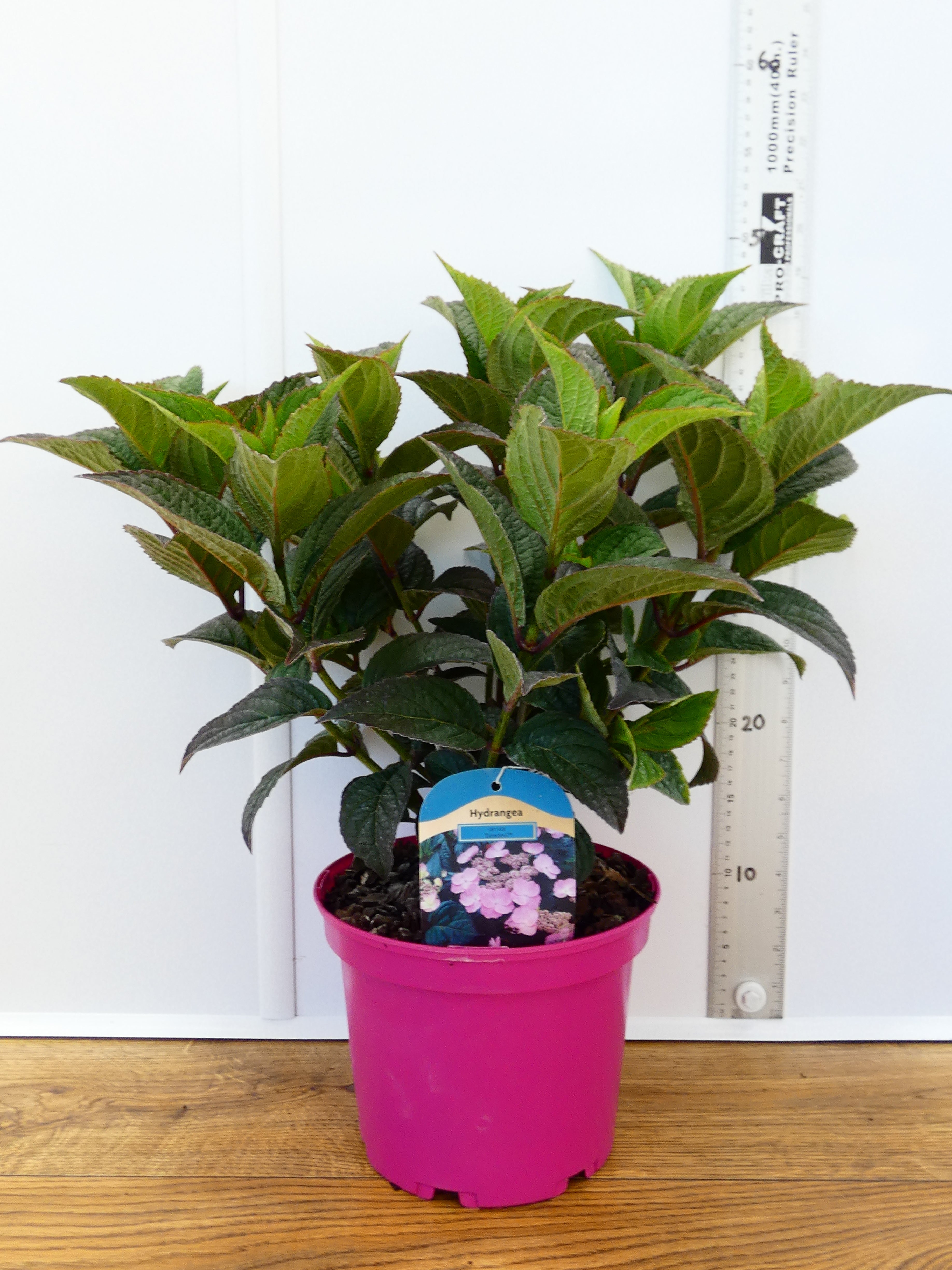Hydrangea 'Daredevil' (3ltr)