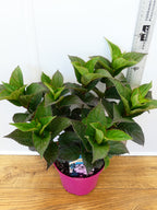 Hydrangea 'Daredevil' (3ltr)