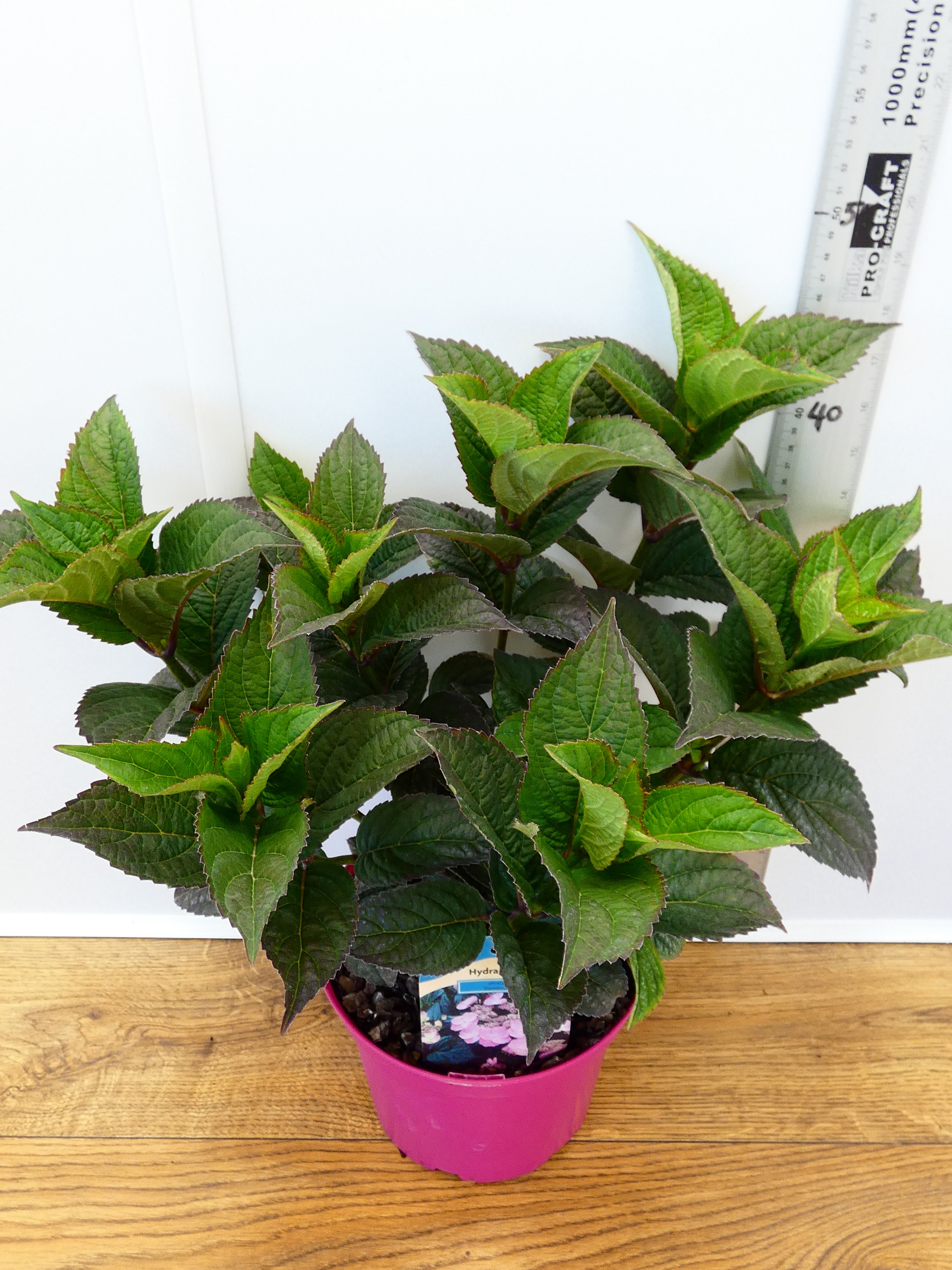 Hydrangea 'Daredevil' (3ltr)