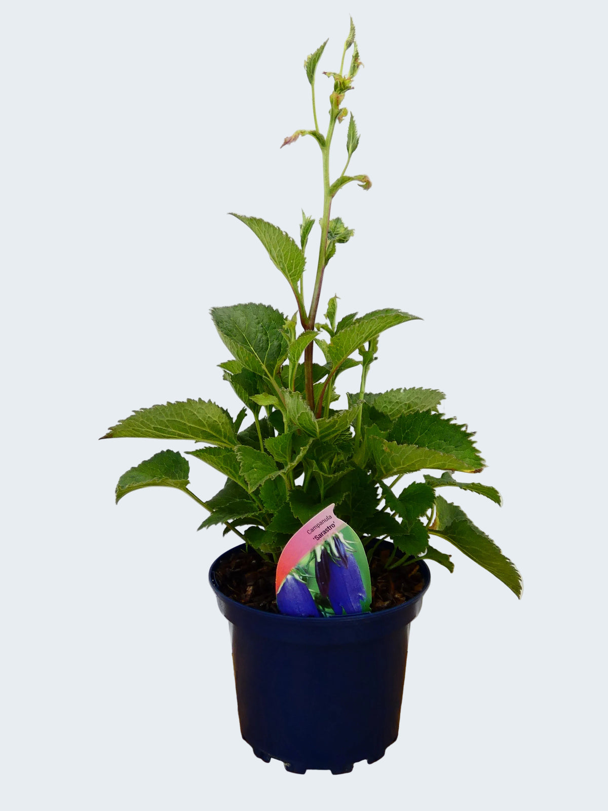 Campanula 'Sarastro' (2ltr)