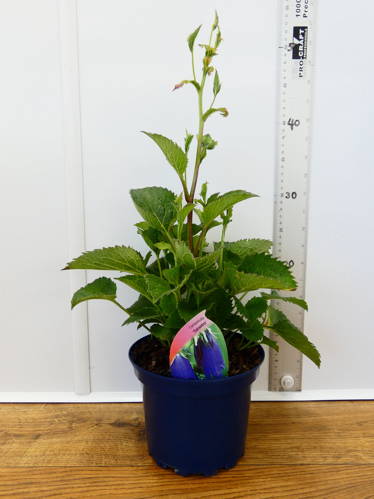 Campanula 'Sarastro' (2ltr)