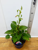 Campanula 'Sarastro' (2ltr)