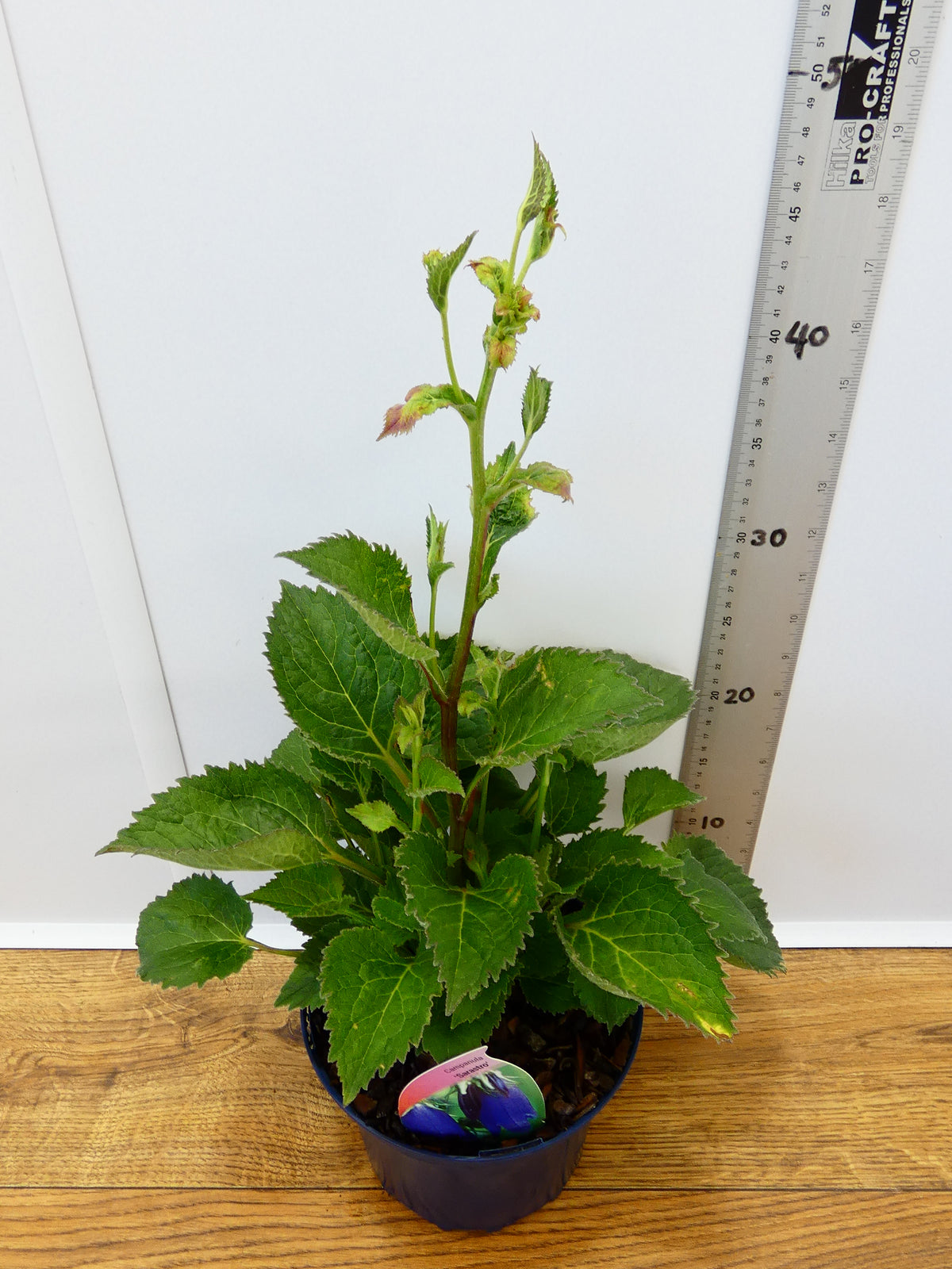 Campanula 'Sarastro' (2ltr)